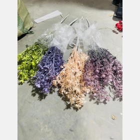 عروق خضار ملون