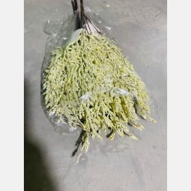 لافندر مجفف