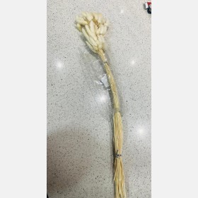 عرق ذيل الارنب