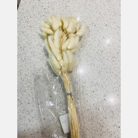 عرق ذيل الارنب