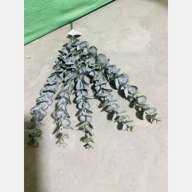 عرق زعتر