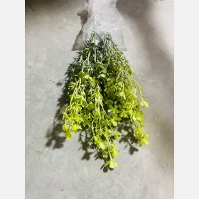 عروق خضار ملون
