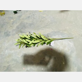 عروق زيتون 1