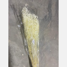 ورد مجفف