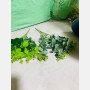 عروق زعتر 2