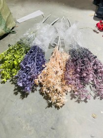 عروق خضار ملون