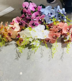 ضمم اوركيدا