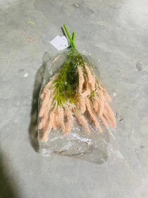 زهور الخزامى