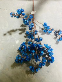 عروق زهر الكرز