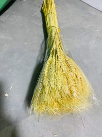 عرق سنابل قمح