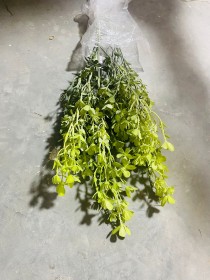 عروق خضار ملون