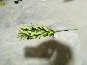 عروق زيتون قصير