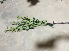 عروق زيتون طويل